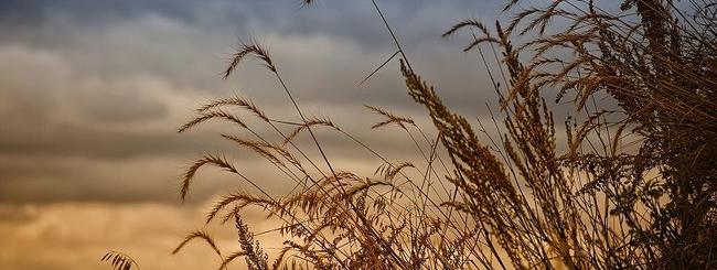 Prairie Grass Image