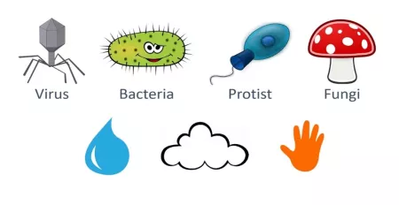 virus